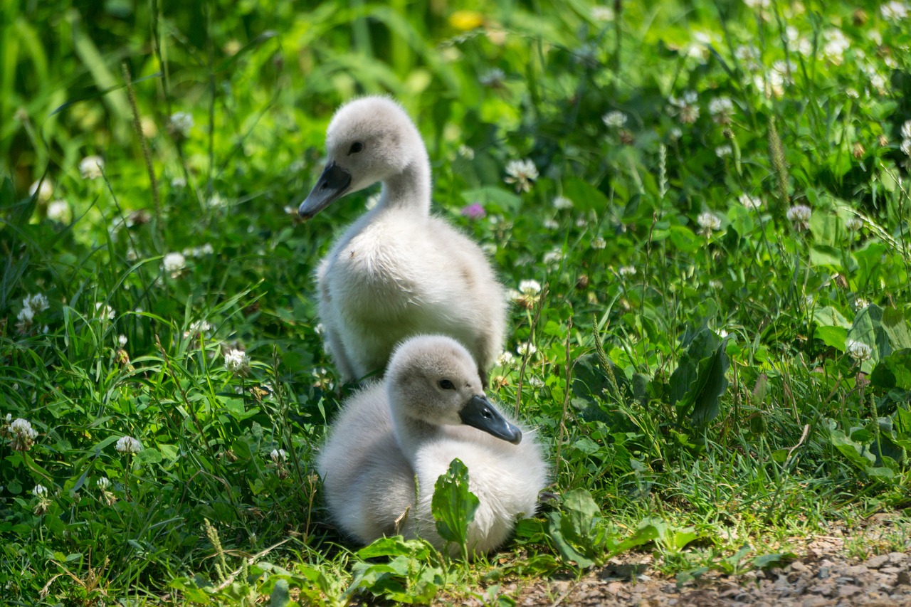 animals birds swans free photo