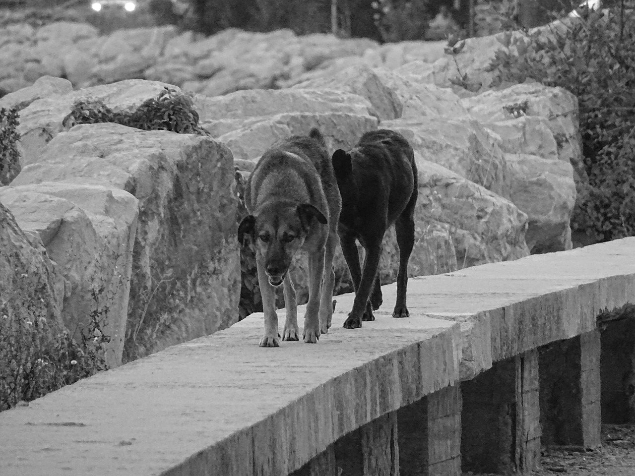 animals dogs patrol free photo