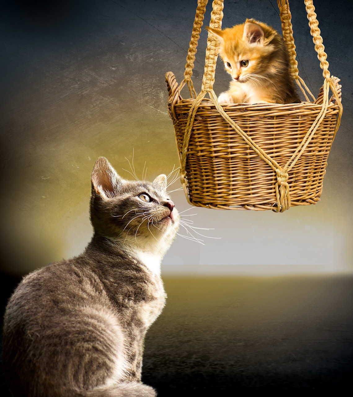 animals cat pet free photo