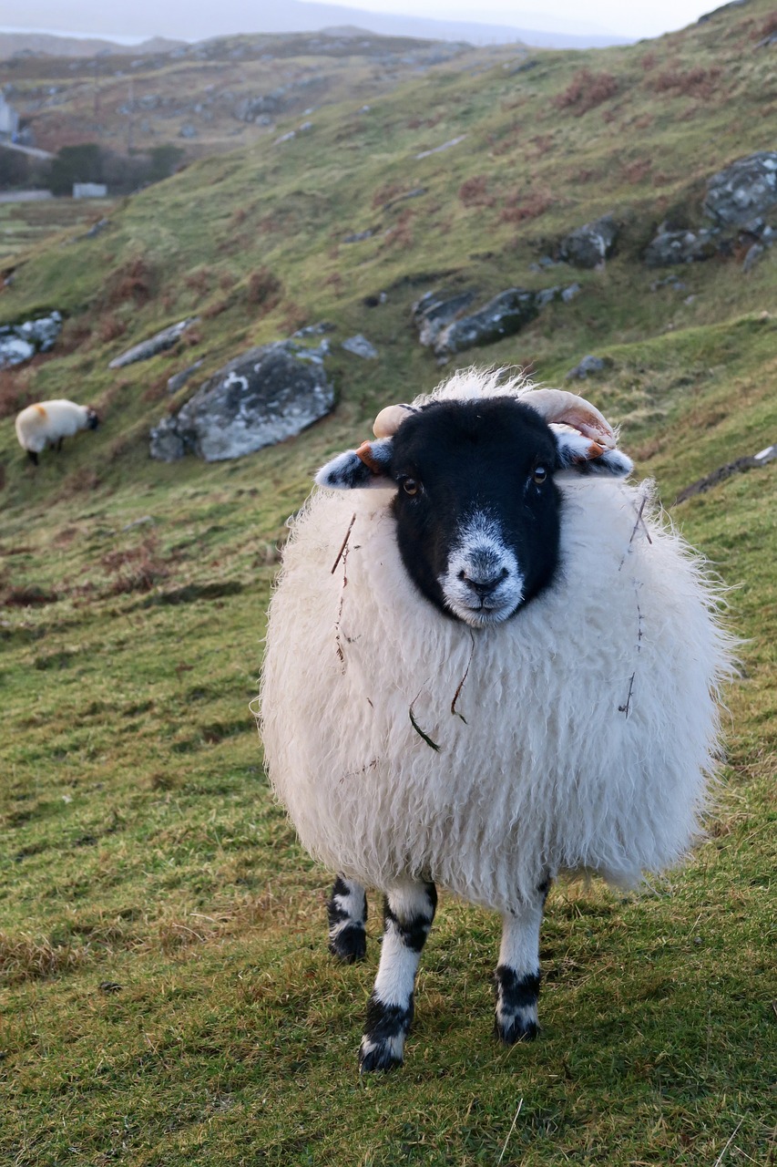 animals sheep scotland free photo