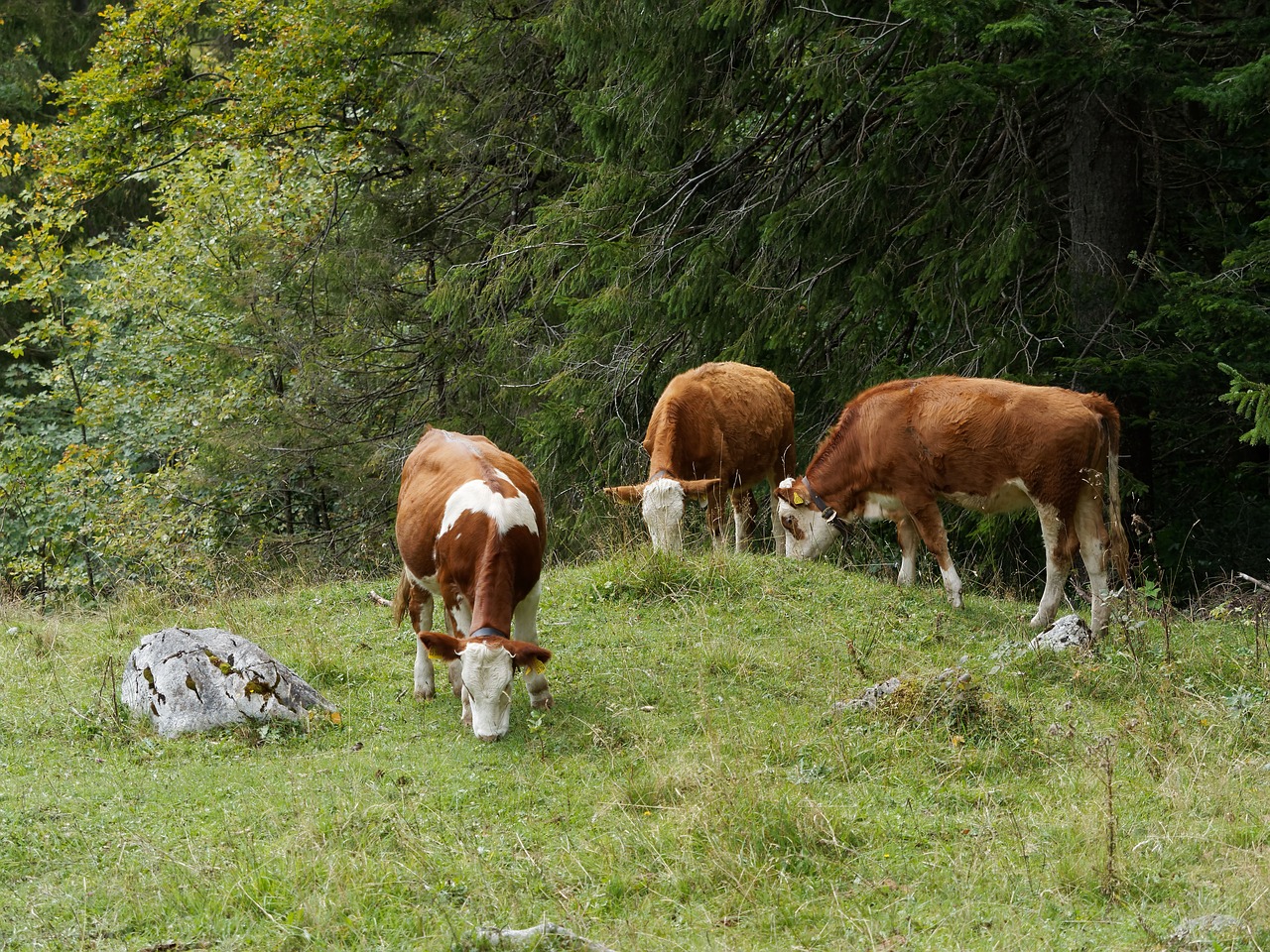 animals cows cattle free photo