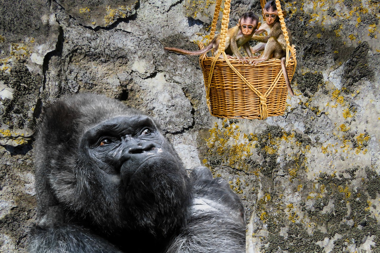 animals ape gorilla free photo