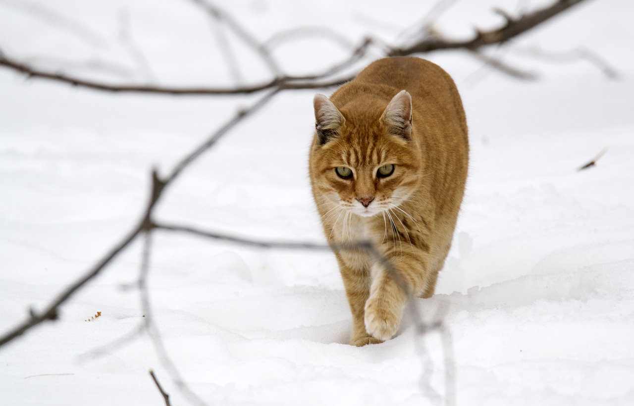 animals cat tabby free photo