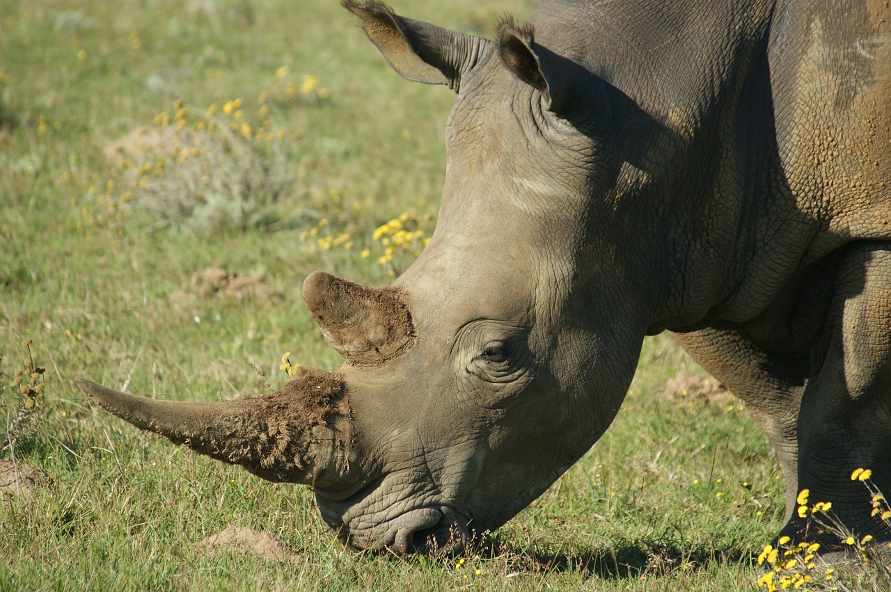 animals south africa rhino free photo