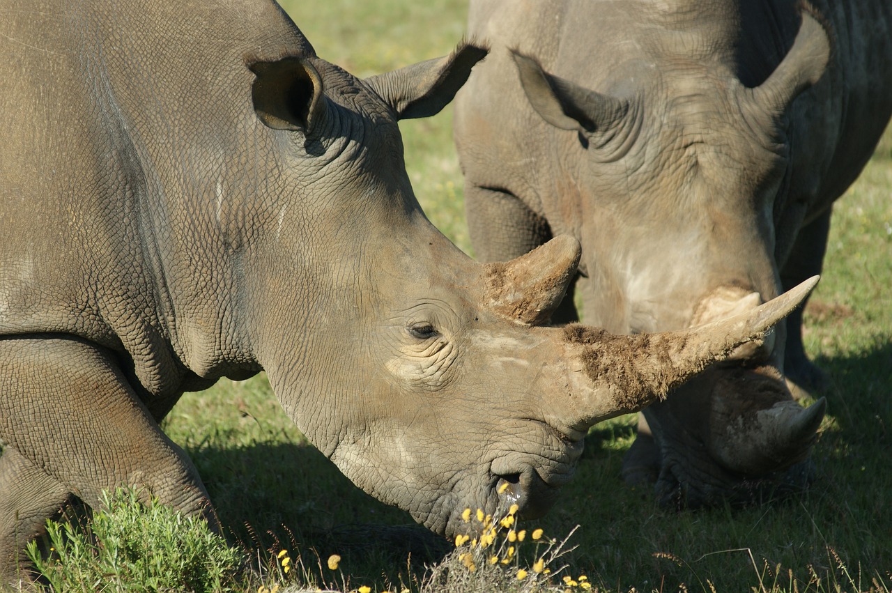 animals south africa rhino free photo