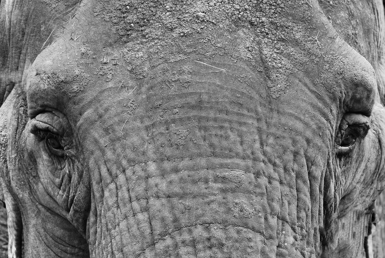 animals elephant zoo free photo