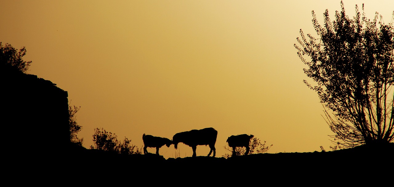 animals buffalo against the light free photo