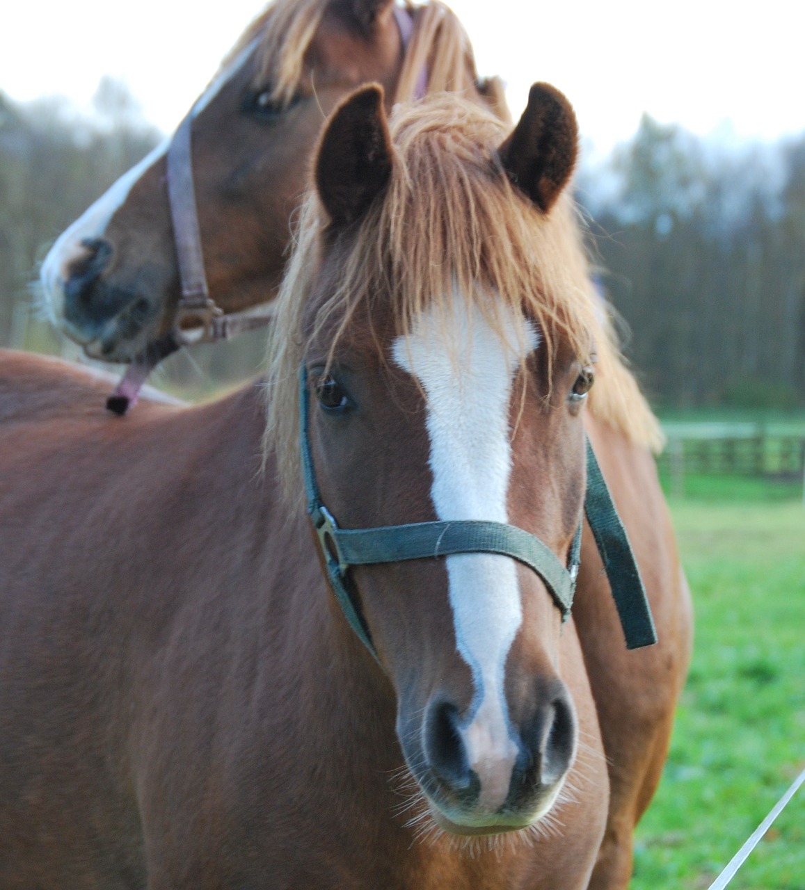 animals horses pferdeportrait free photo