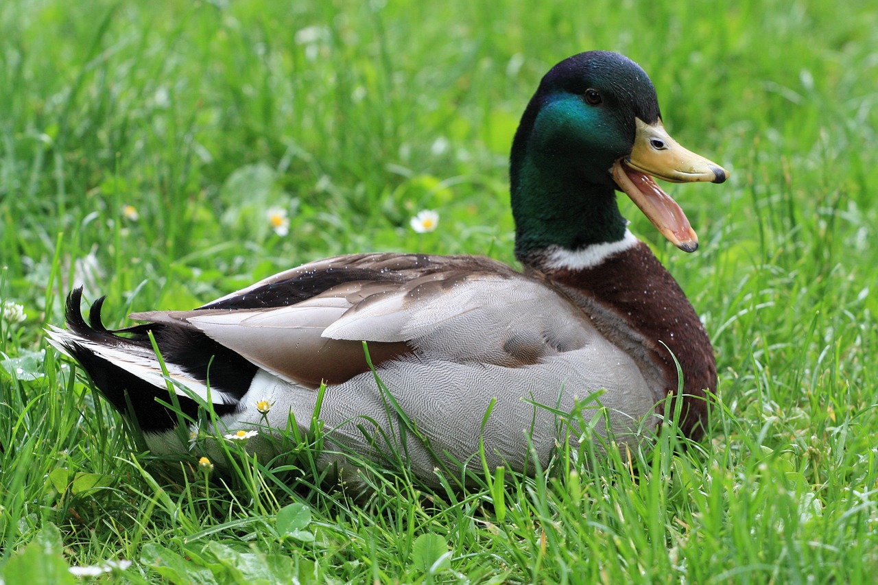 animals nature duck free photo