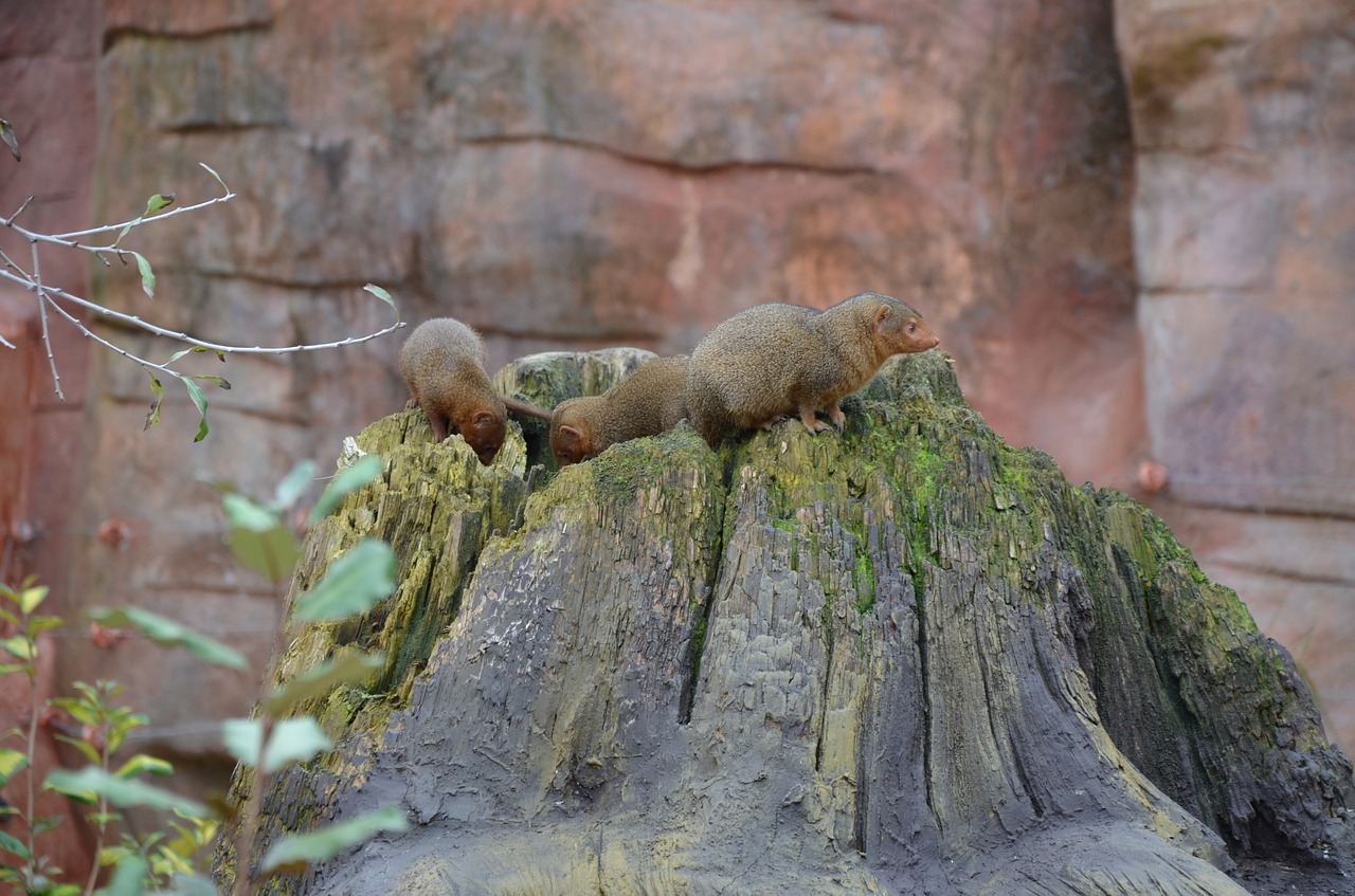 animals zoo meerkat free photo