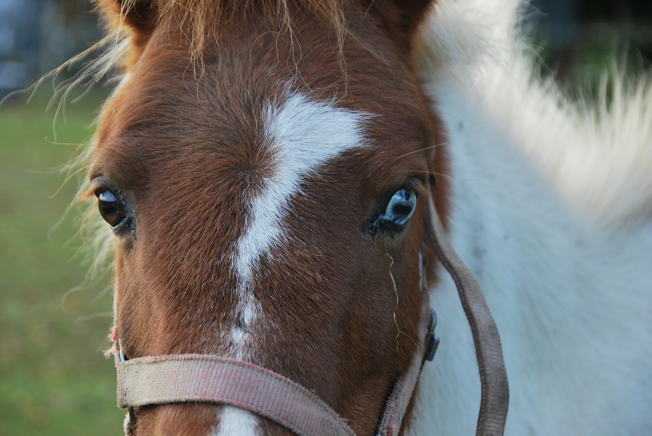 animals horse pony free photo