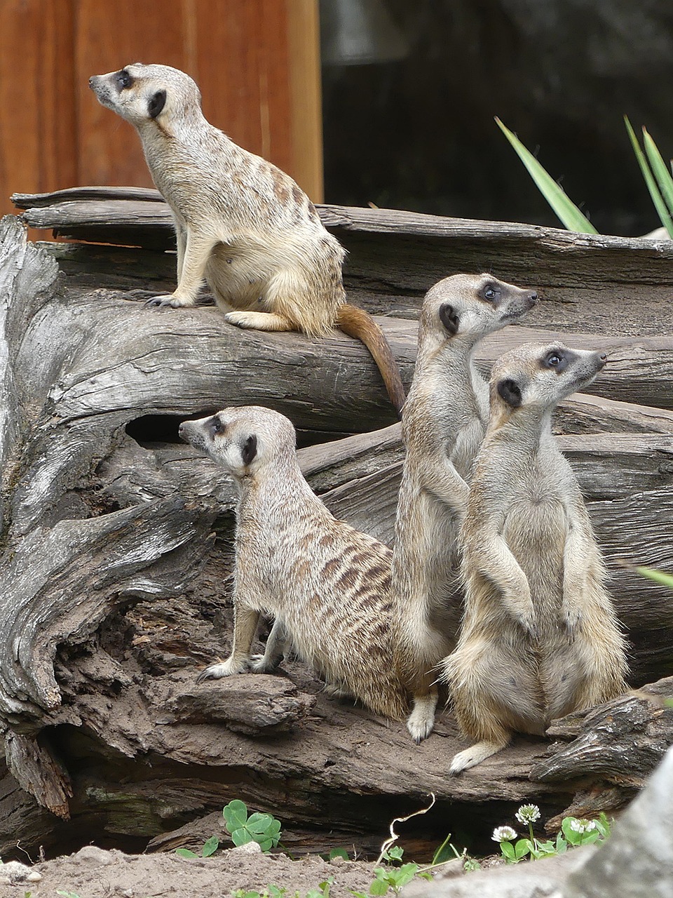 animals meerkat nature free photo