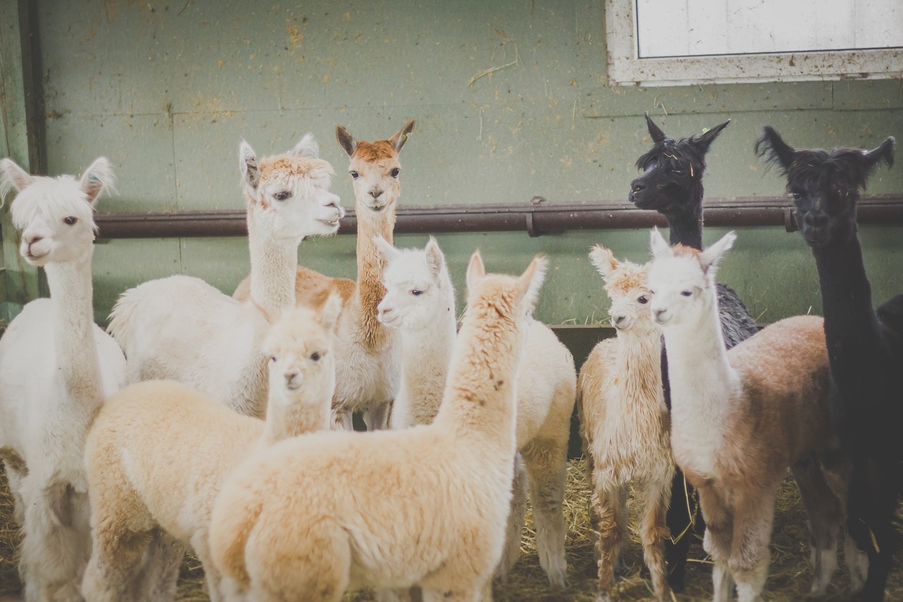 animals agriculture alpaca free photo