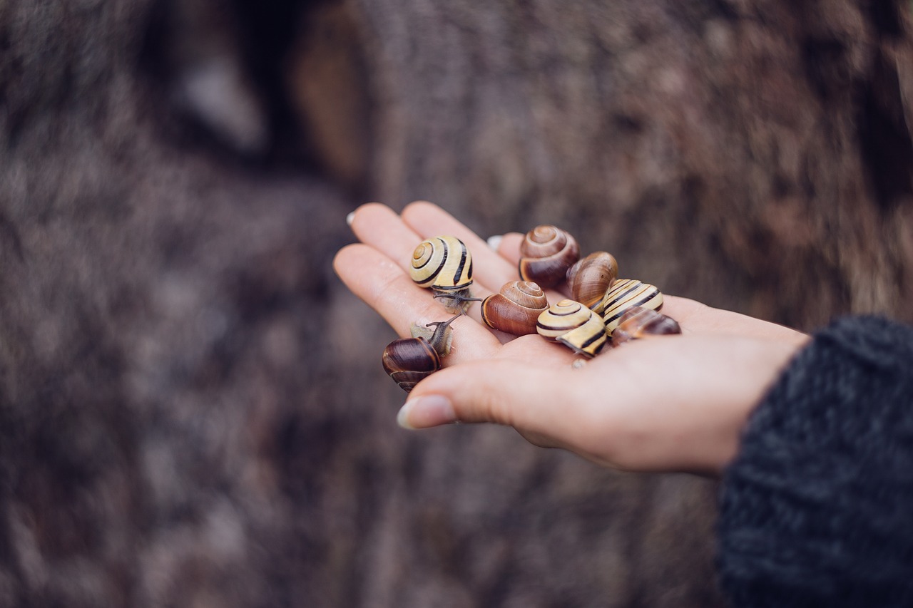 animals autumn background free photo