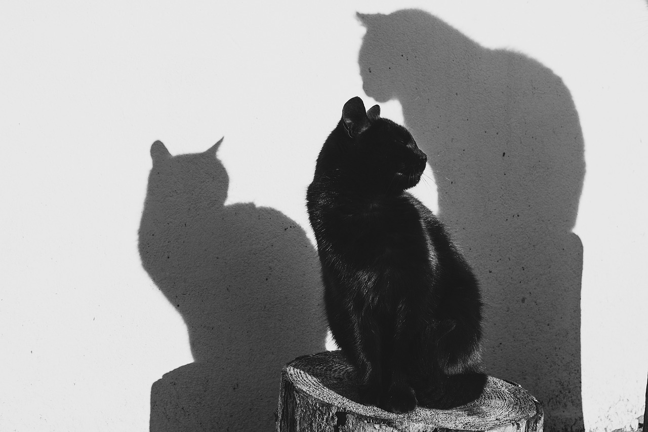animals black and white black free photo