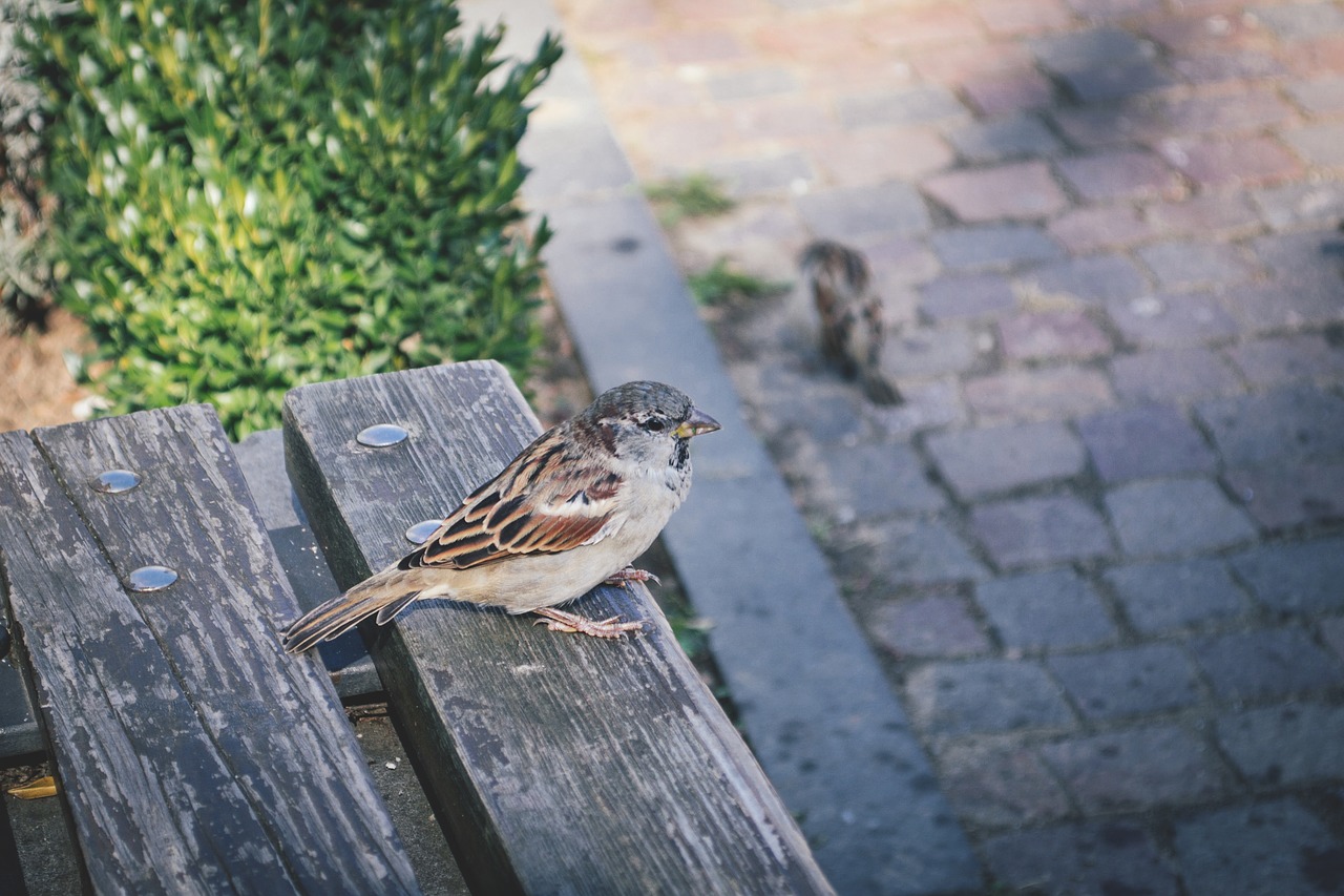 animals bench bird free photo