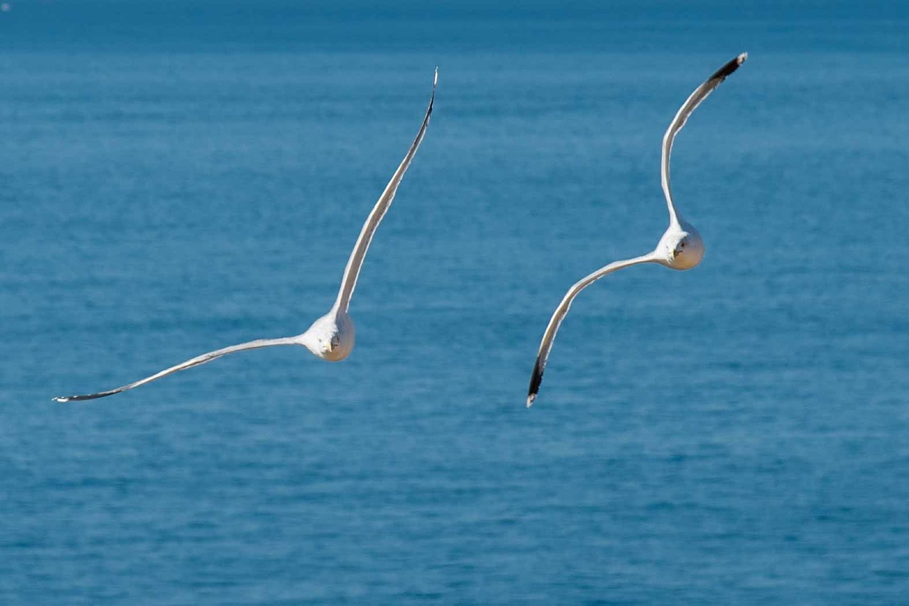animals bird seagull free photo