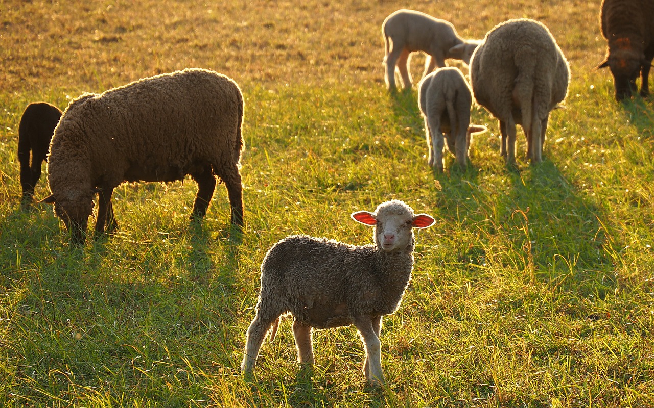 animals sheep lamb free photo