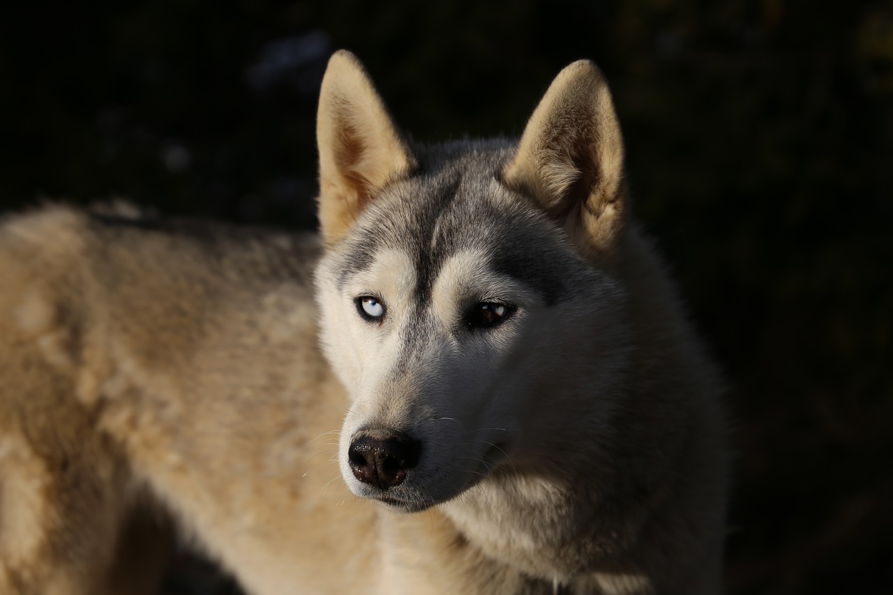 animals dog sled husky free photo