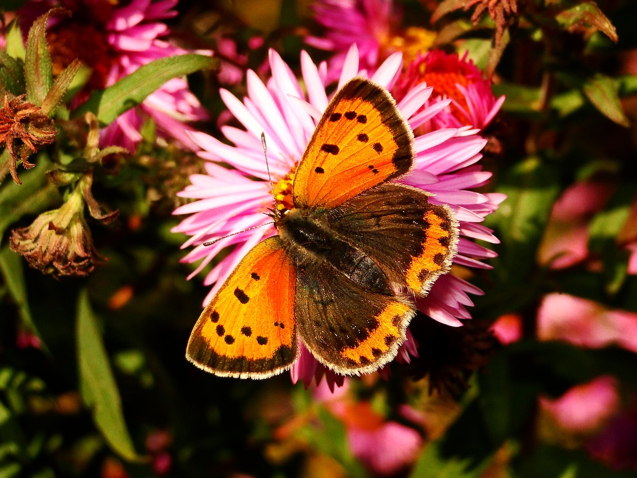 animals insect butterfly free photo