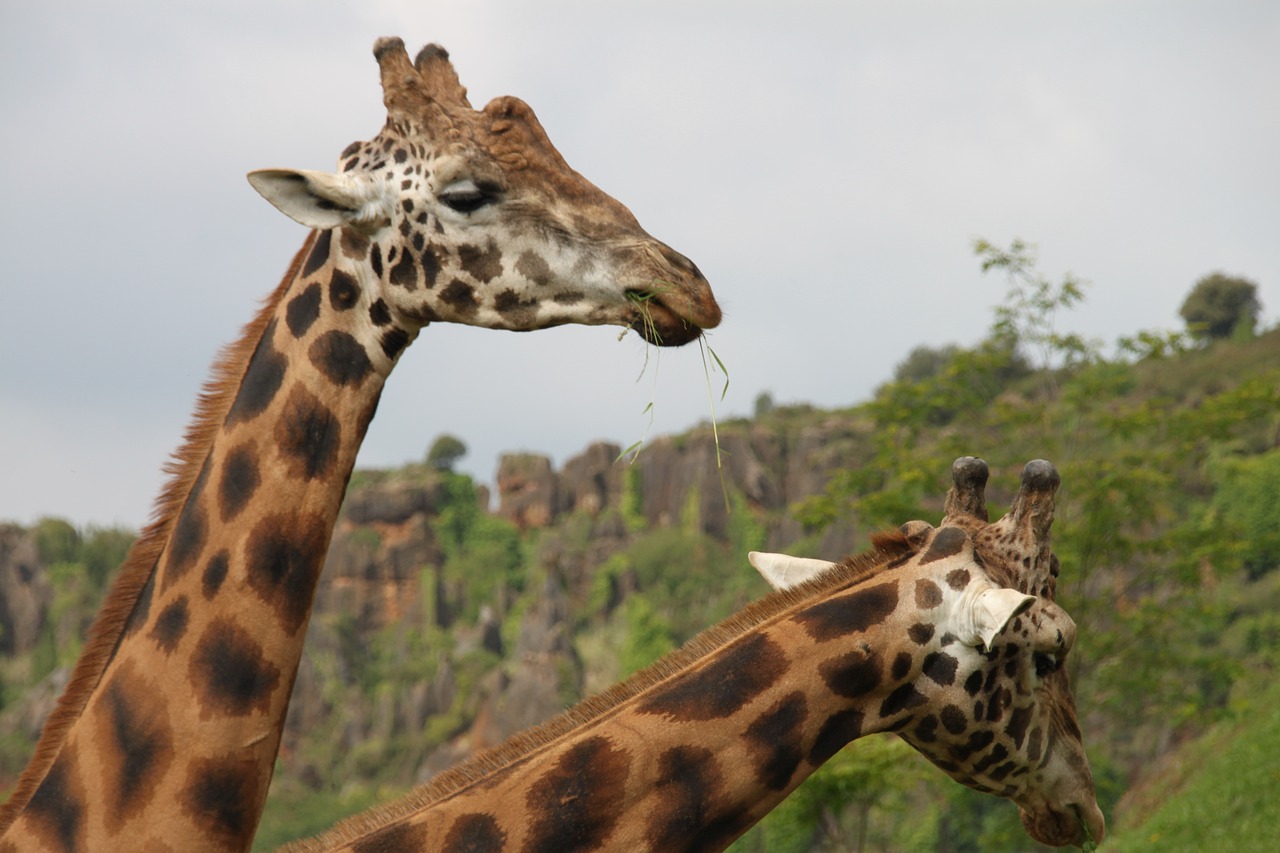 animals giraffes nature free photo