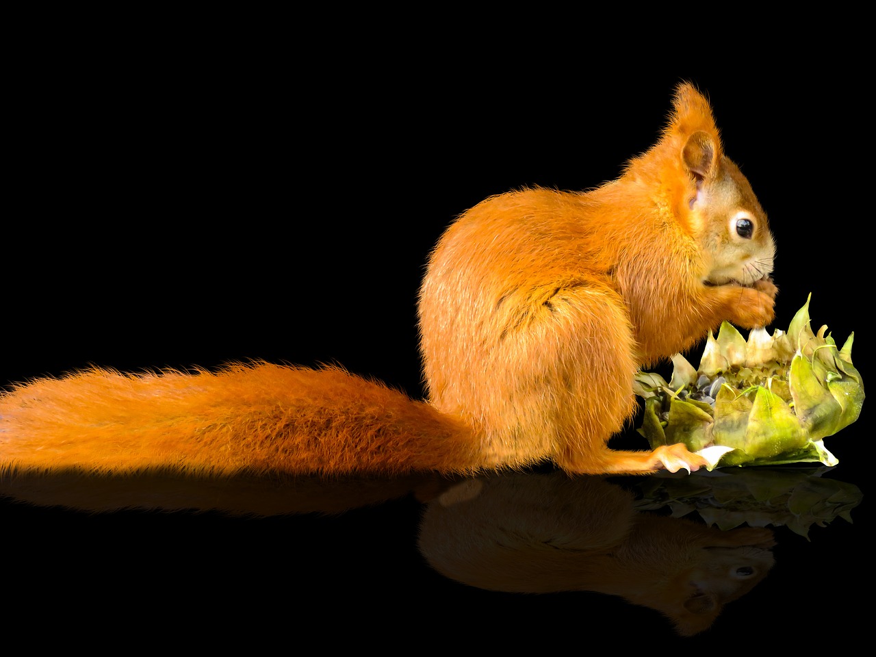 animals nager squirrel free photo