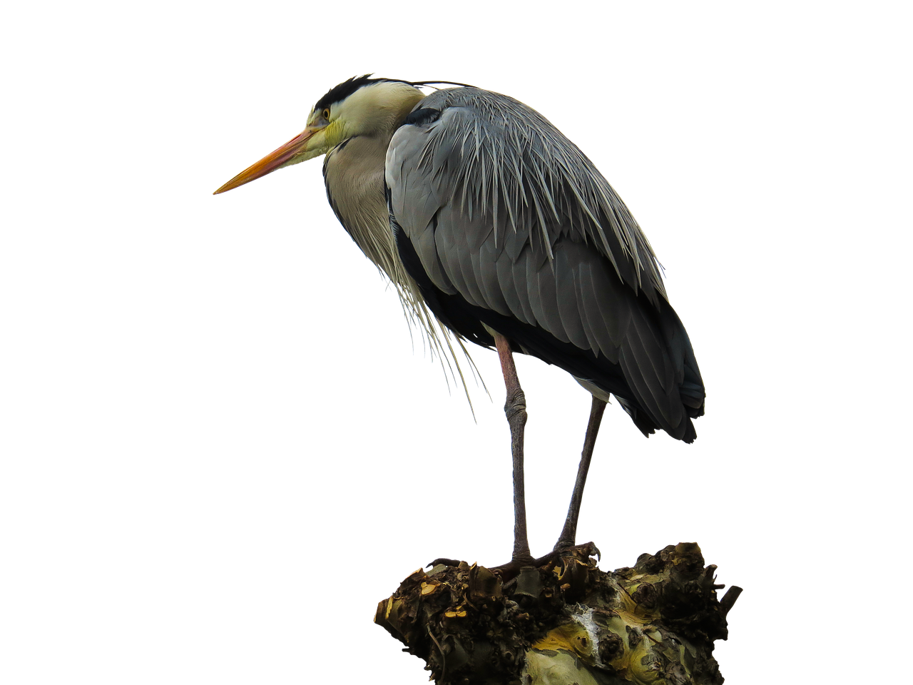 animals bird heron free photo