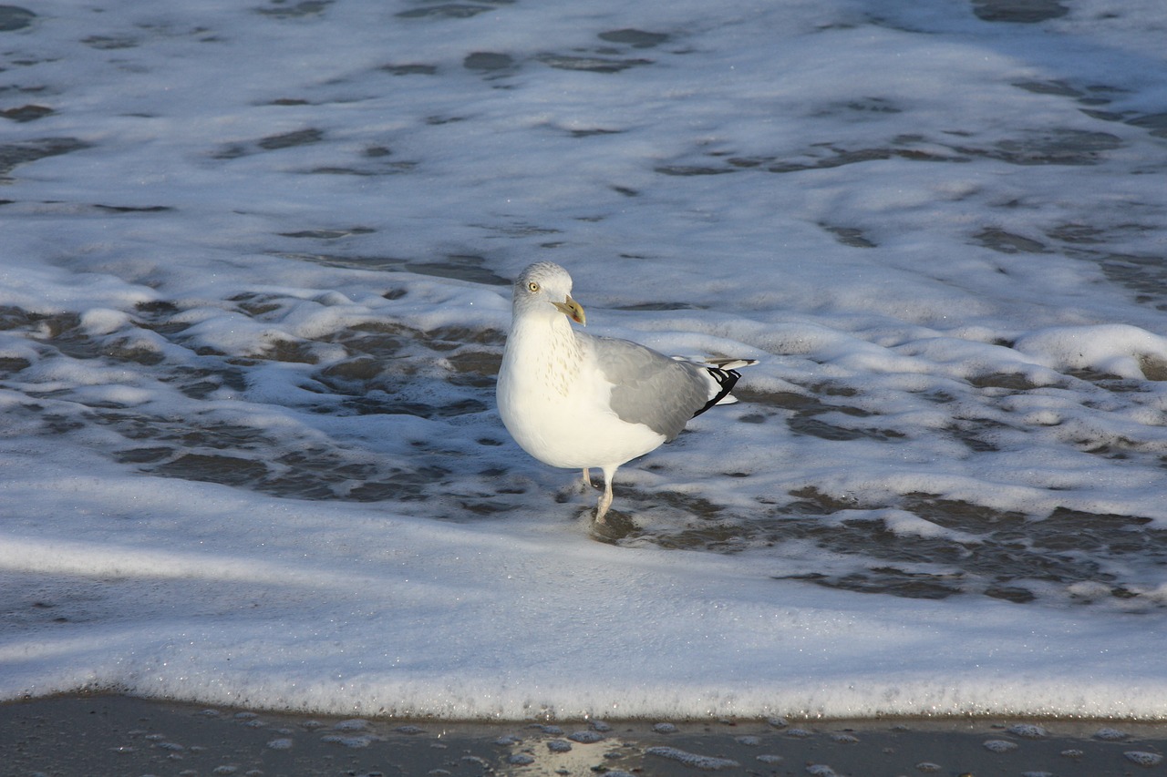 animals gull bird free photo