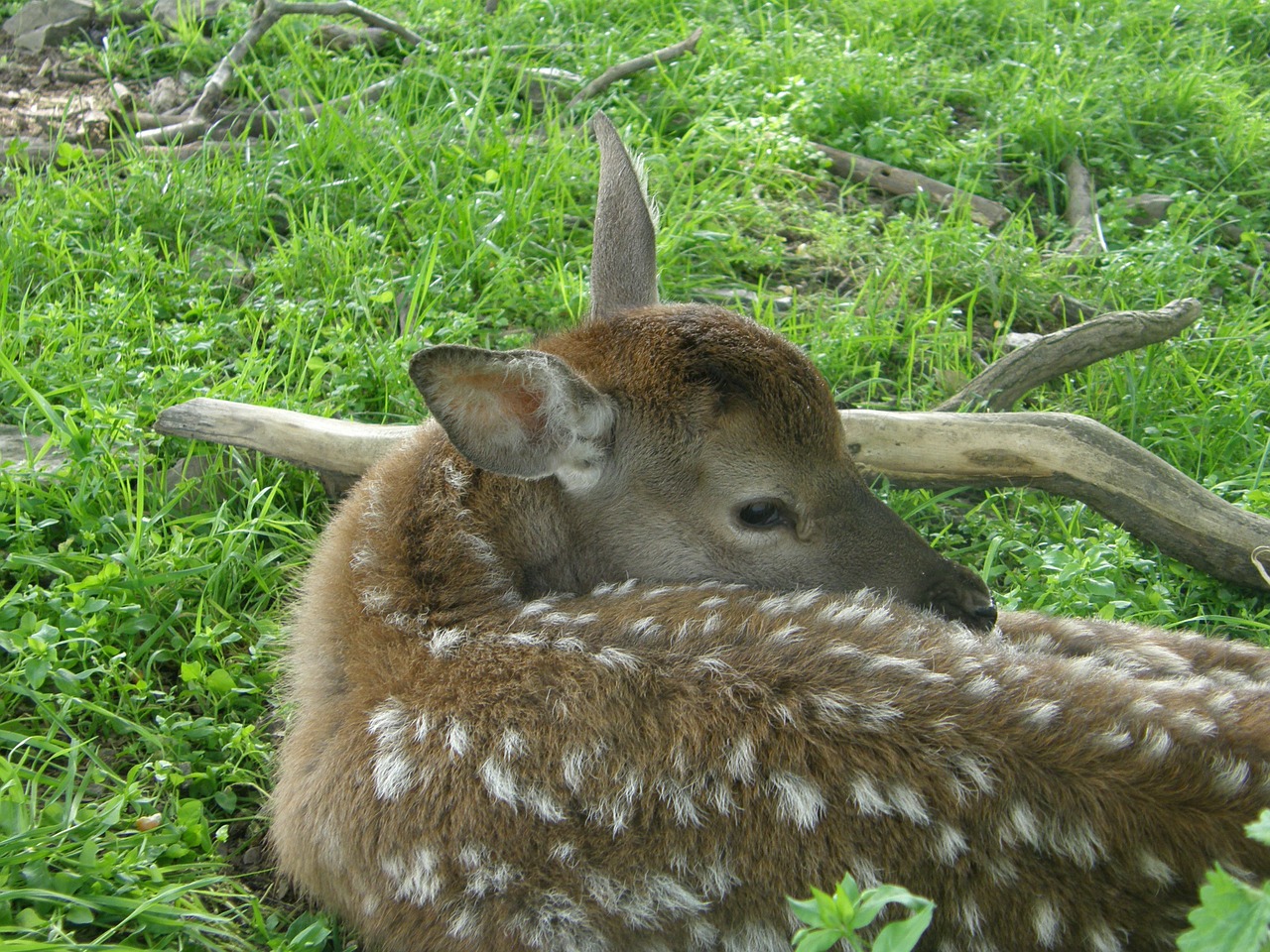 animals roe deer bambi free photo