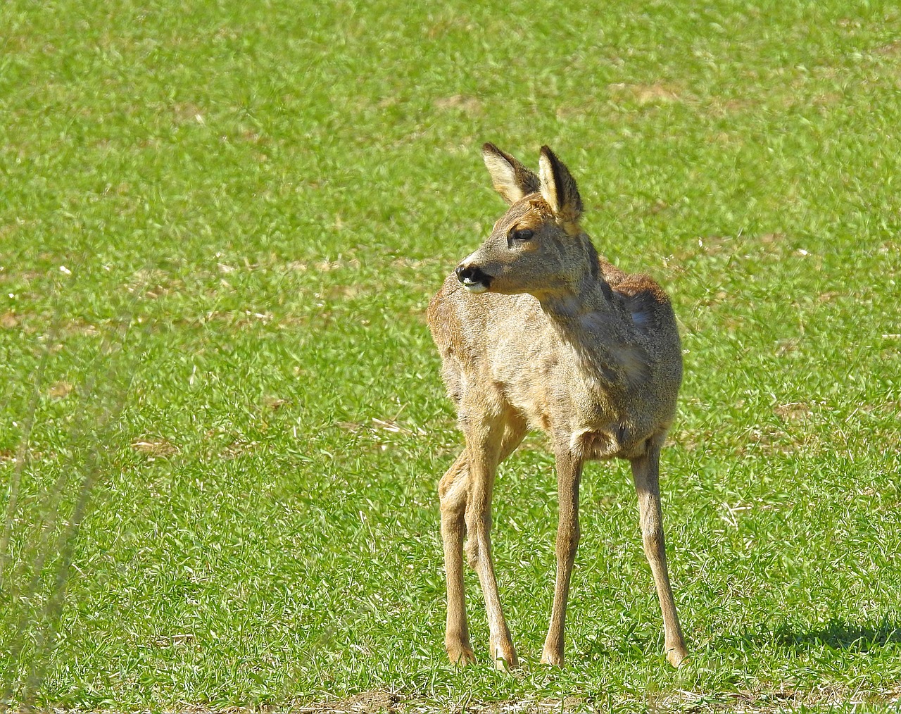 animals nature field free photo