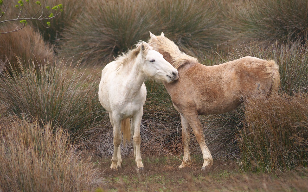 animals horses youth free photo