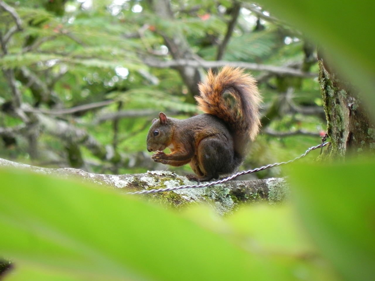 animals squirrel tree free photo