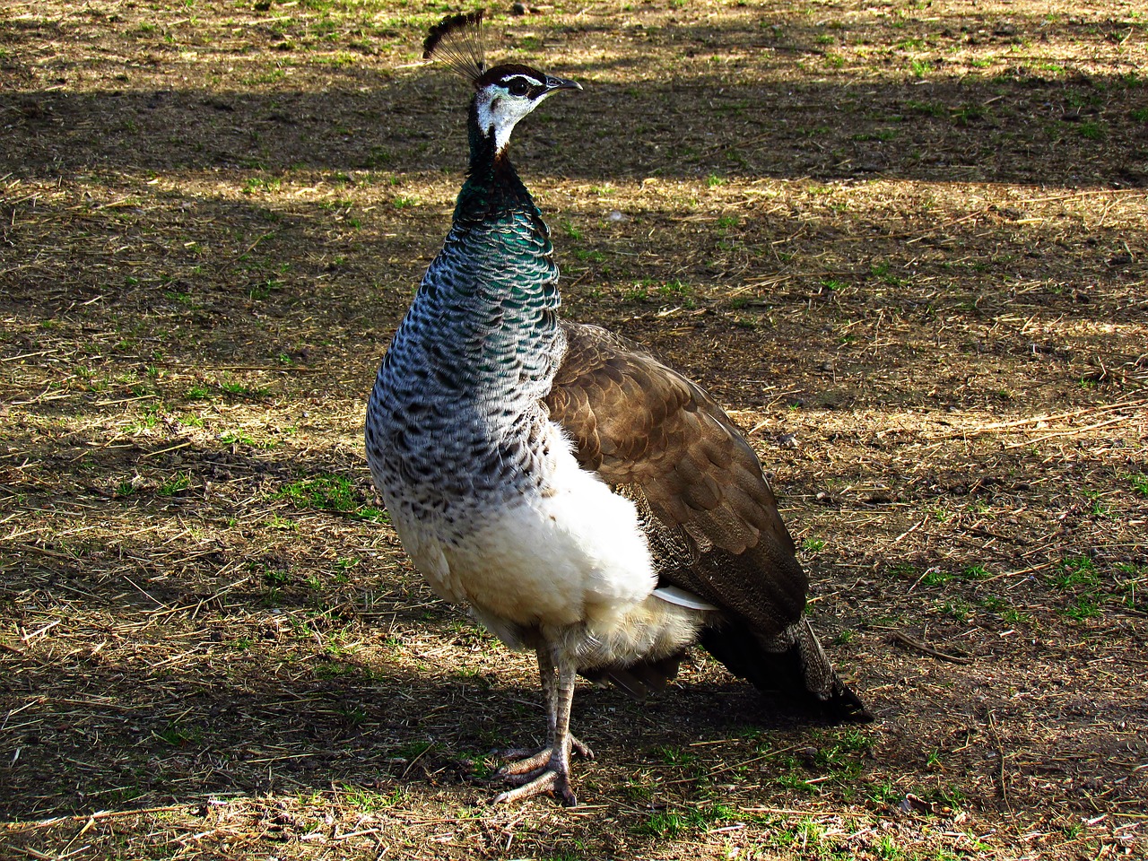 animals  birds  nature free photo