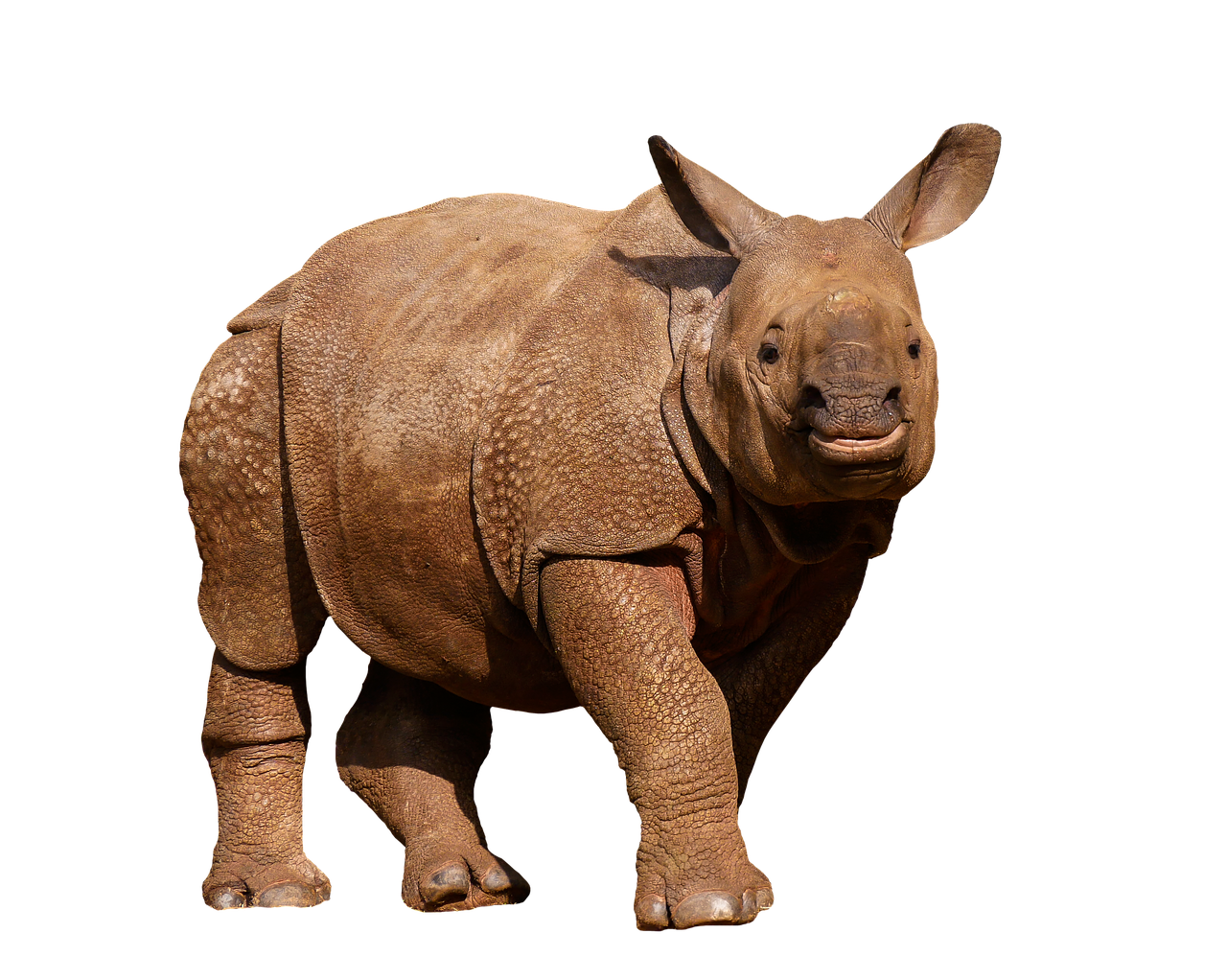 animals  wild animals  rhino free photo