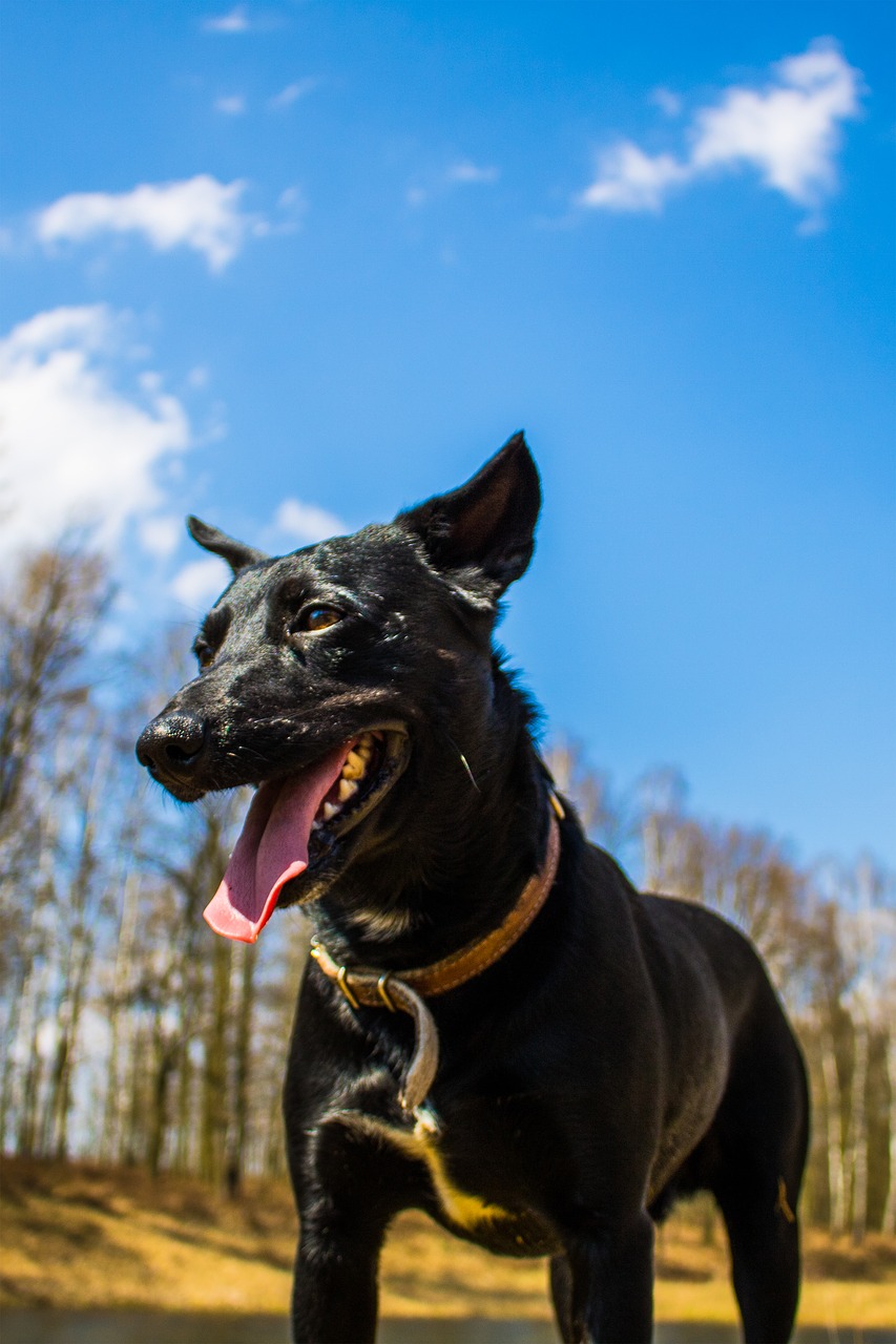 animals  black dog  forest free photo