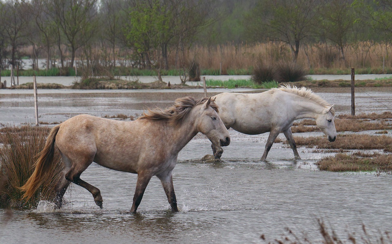 animals  horses  nature free photo