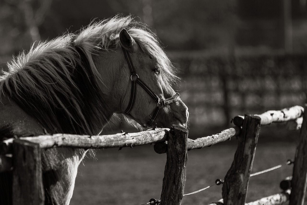 animals  horse  kaltblut free photo