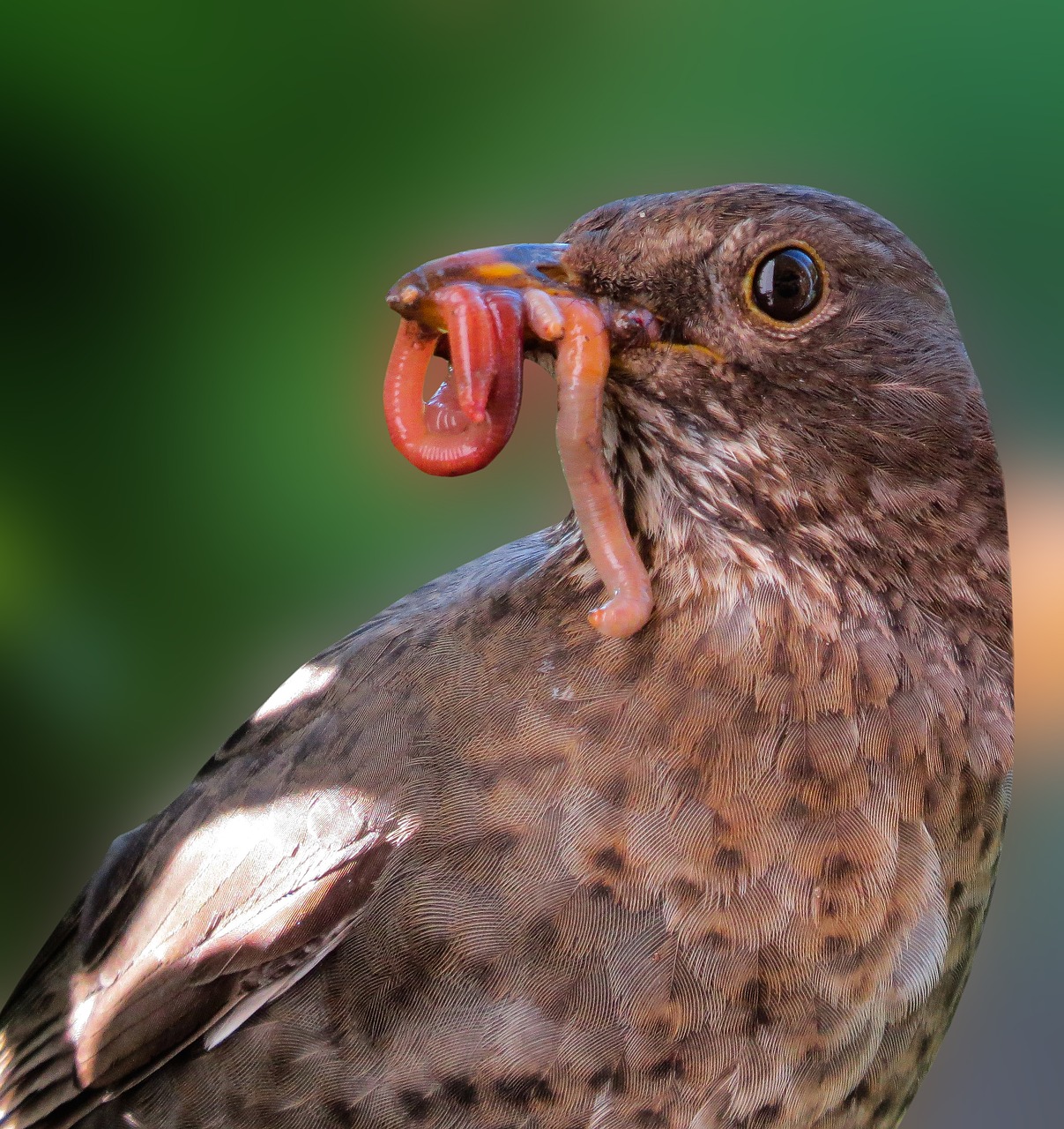 animals  nature  bird free photo