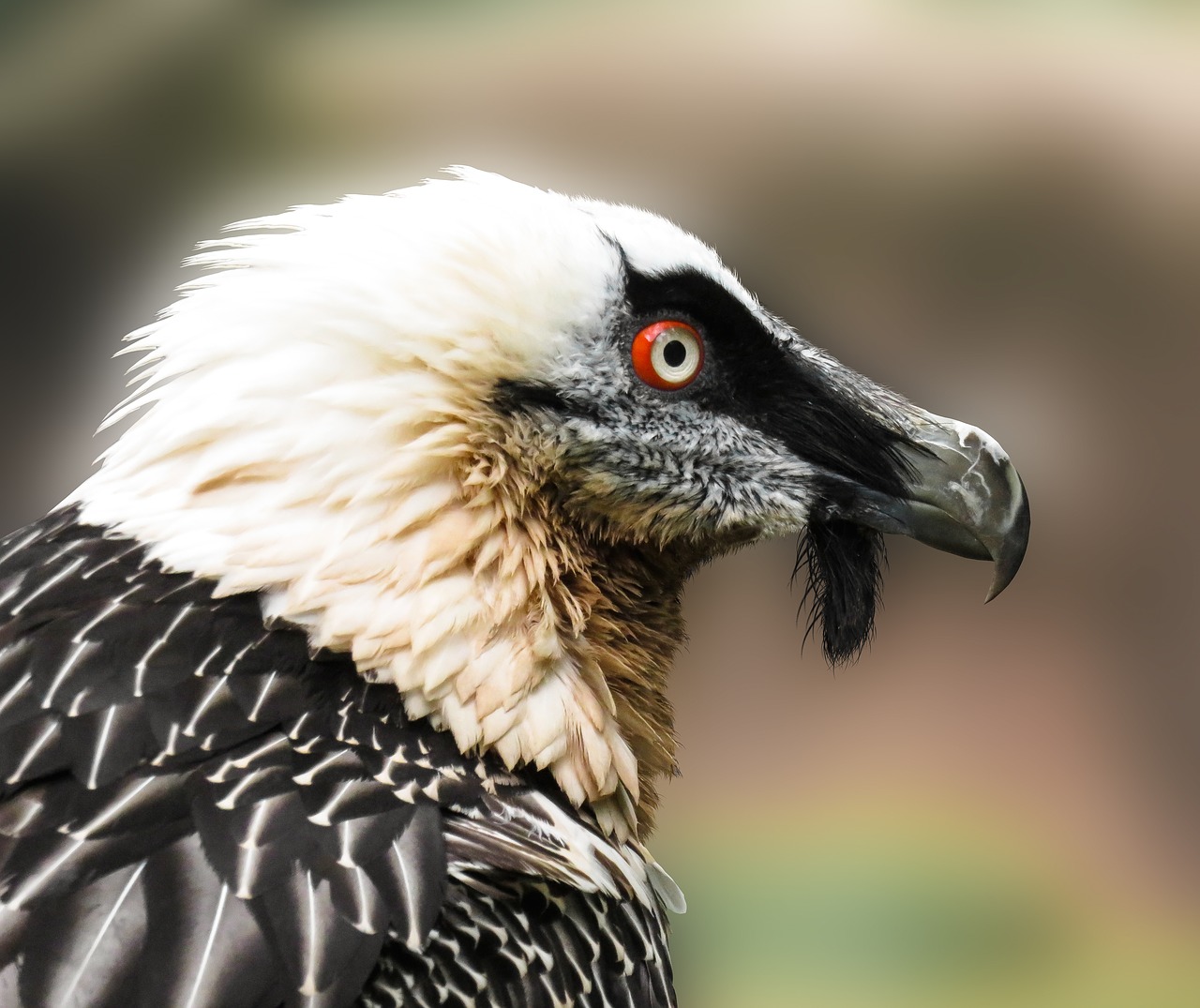 animals  bird  vulture free photo