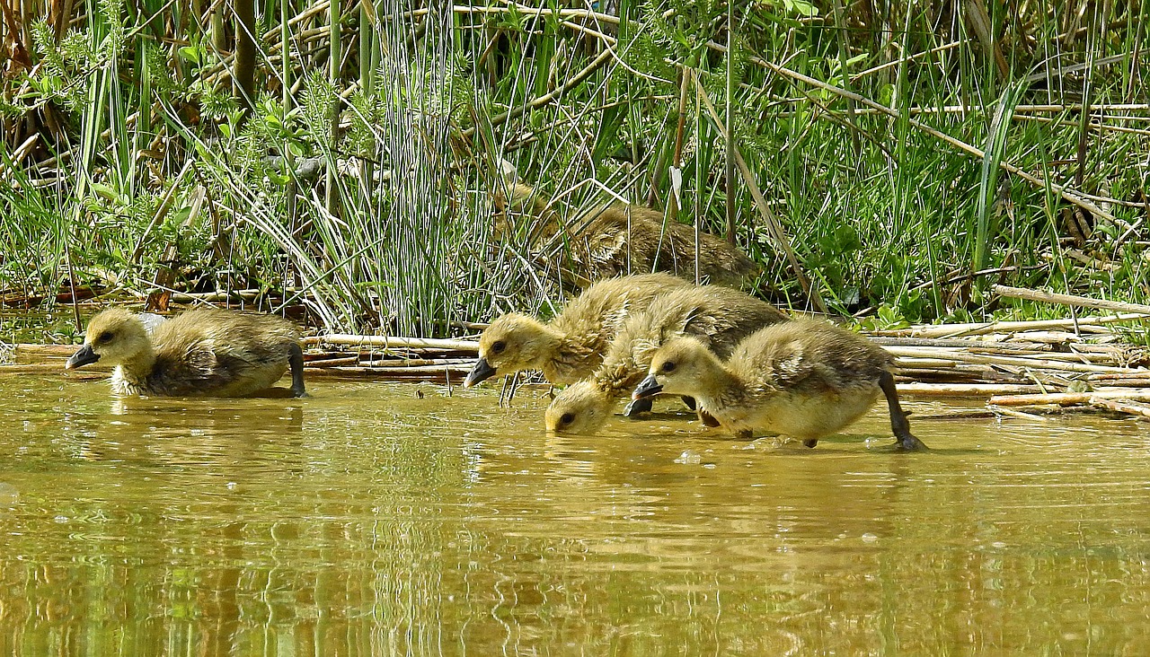 animals  nature  young goose free photo