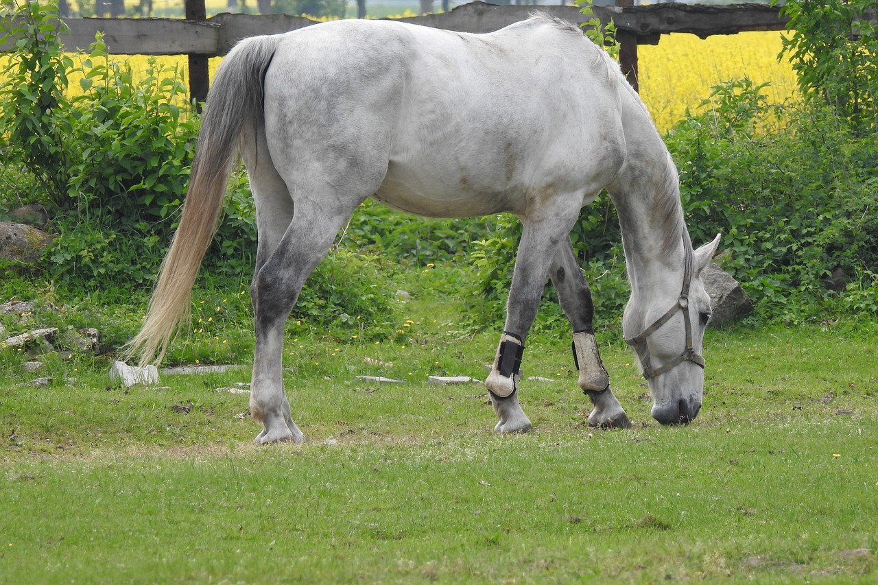 animals  lawn  farm free photo