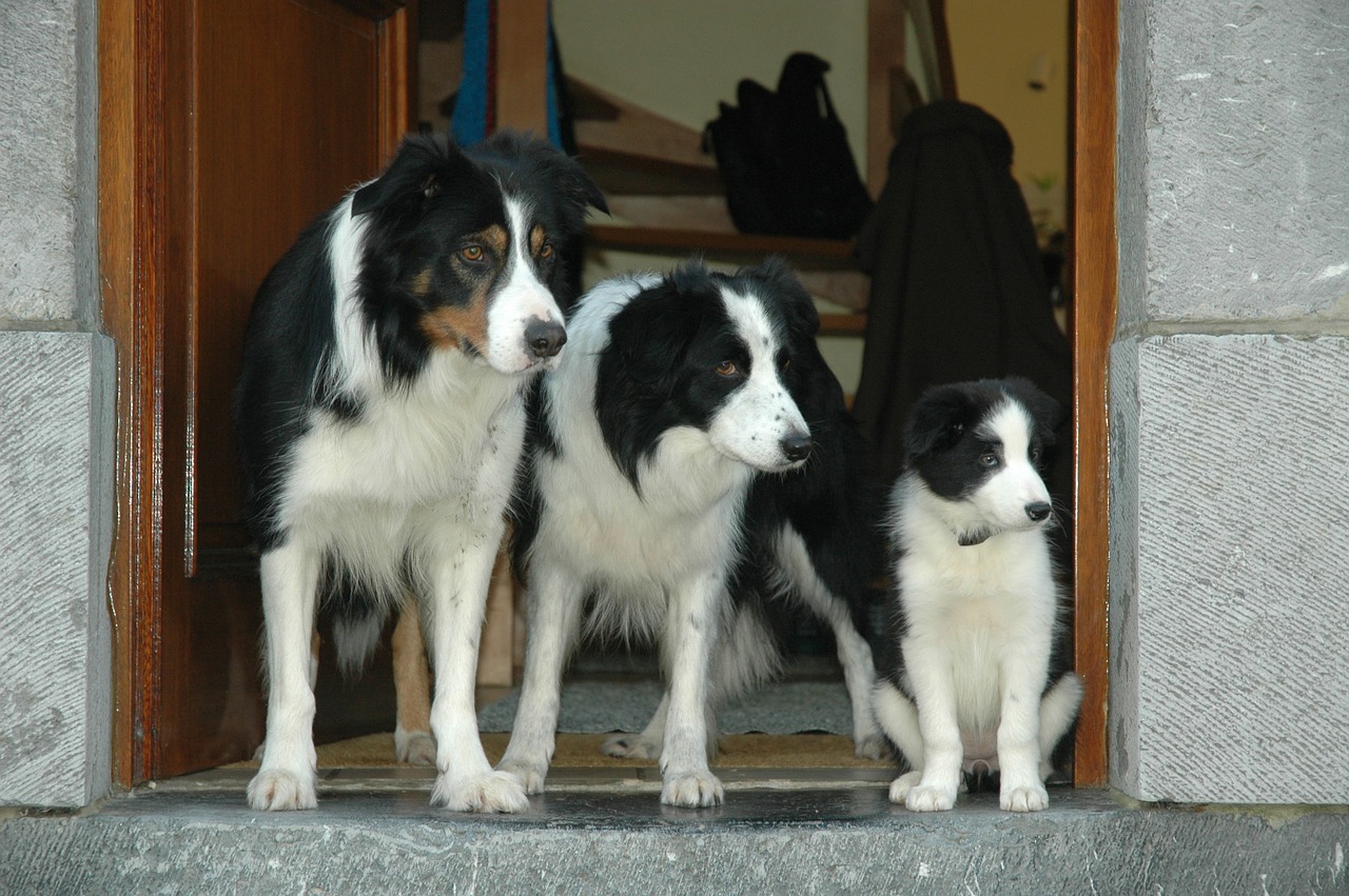 animals border collie dog free photo