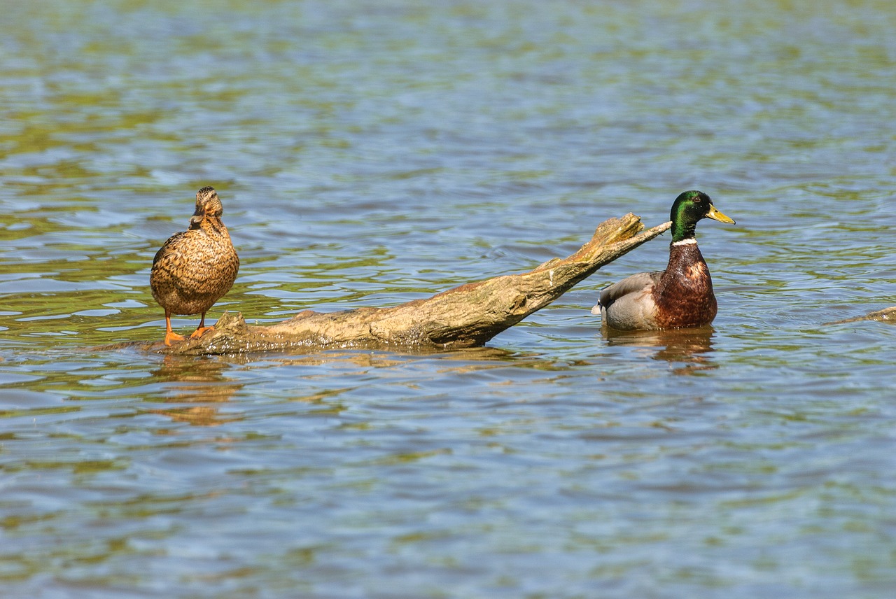 animals  duck  couple free photo