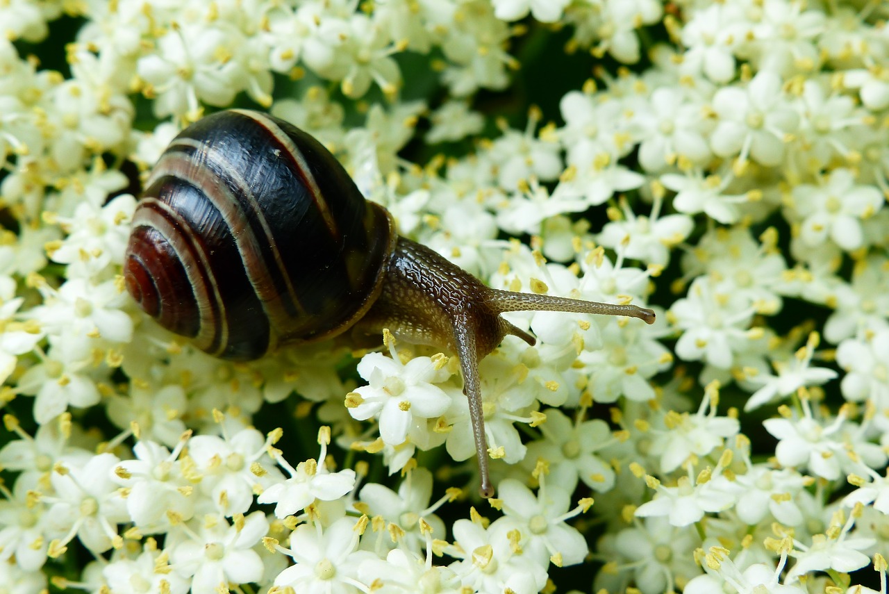 animals  invertebrates  molluscs free photo