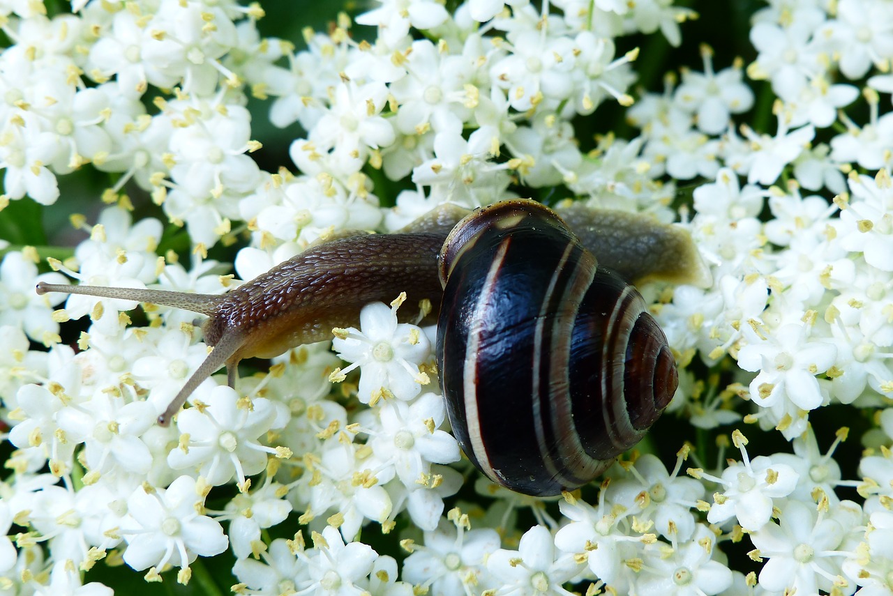 animals  invertebrates  molluscs free photo