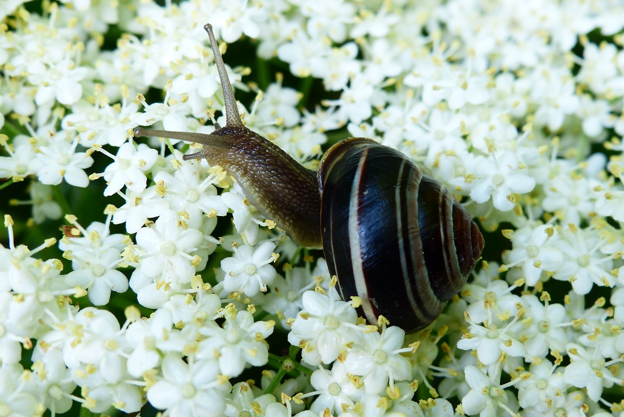 animals  invertebrates  molluscs free photo