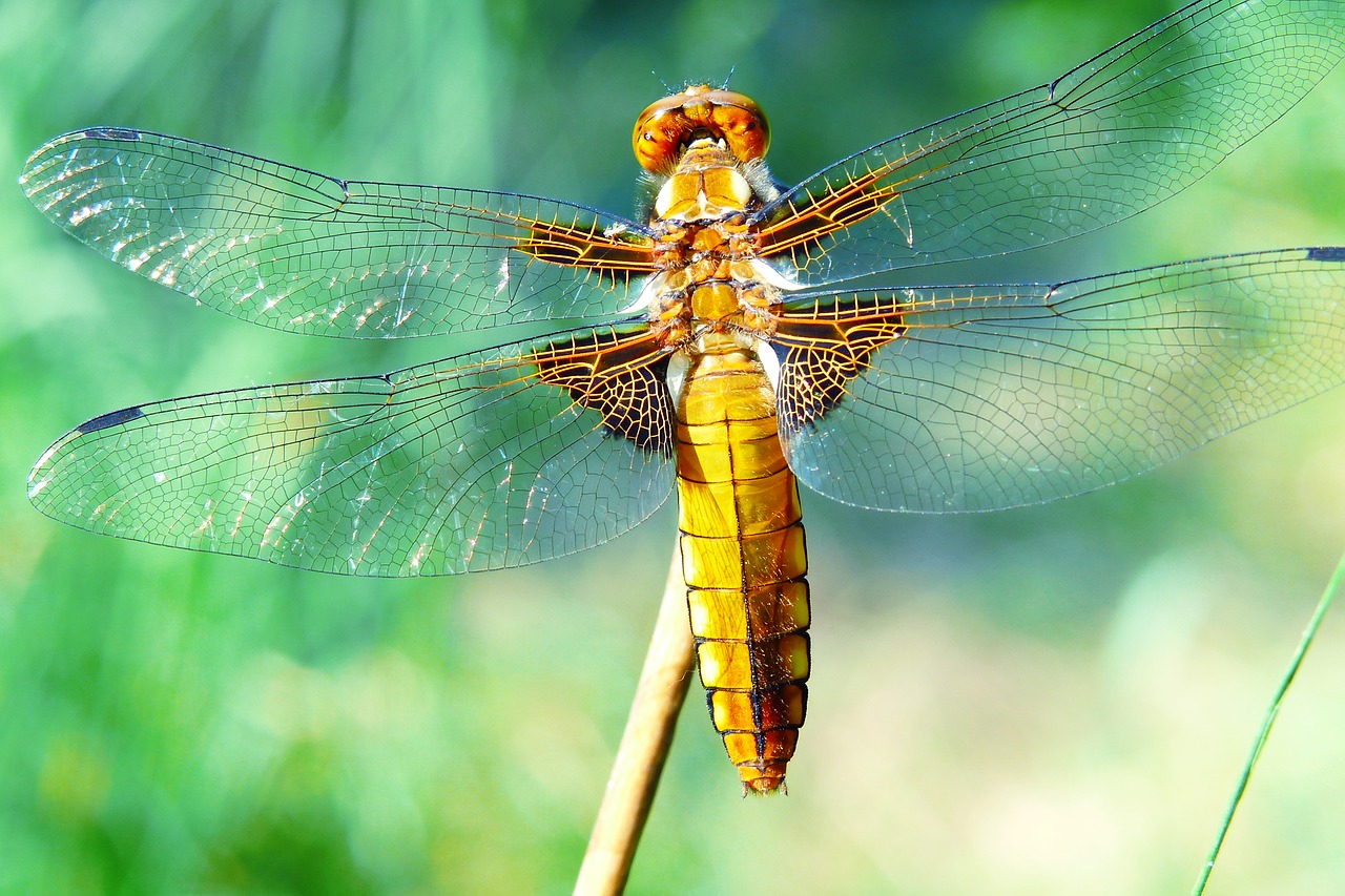animals  invertebrates  dragonflies różnoskrzydłe free photo