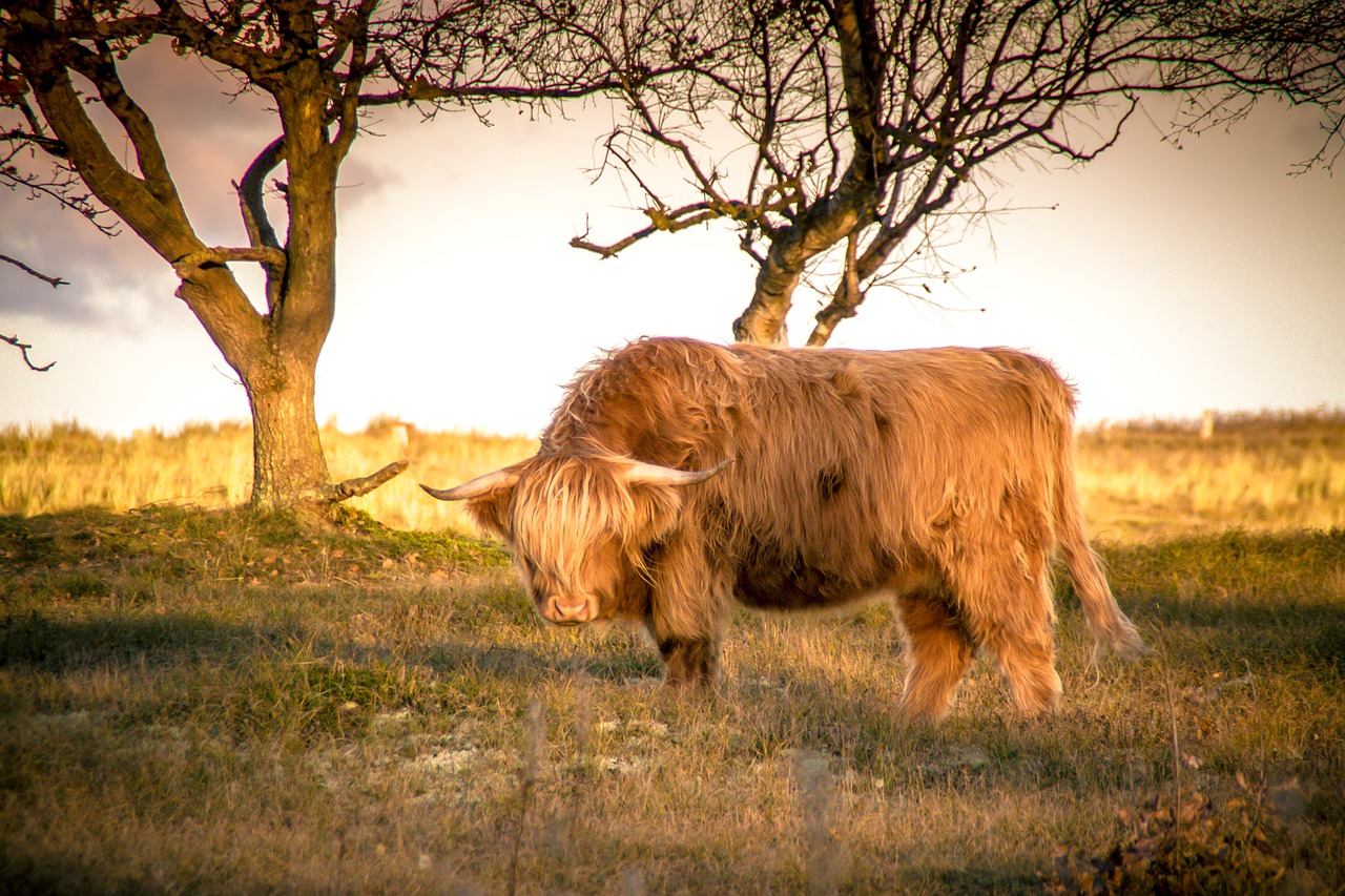 animals  cow  agriculture free photo