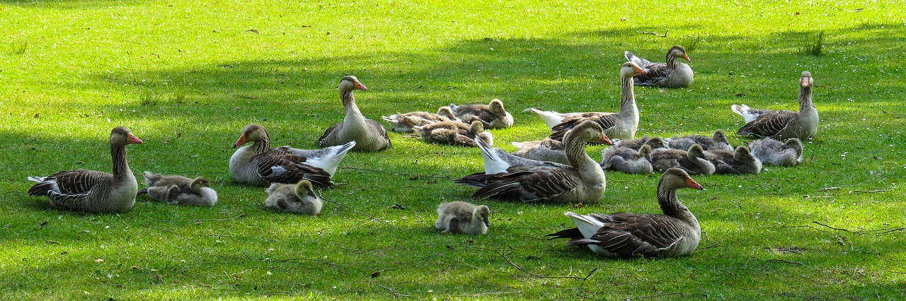 animals  nature  geese free photo