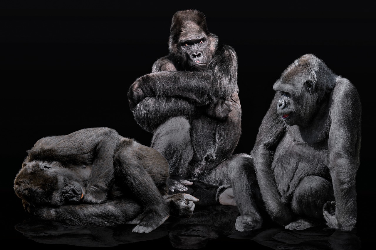 animals  ape  primate free photo